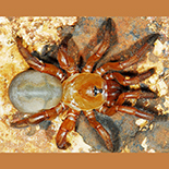 Segregara transvaalensis female